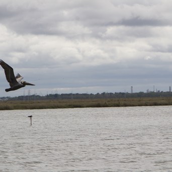 a bird flying over a body of water