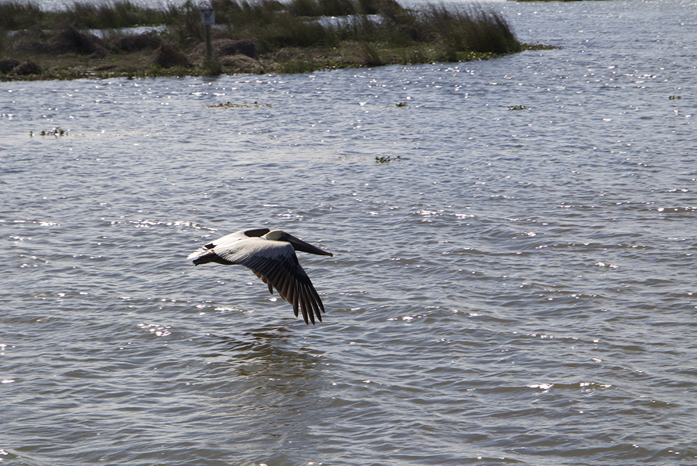 a bird flying over a body of water