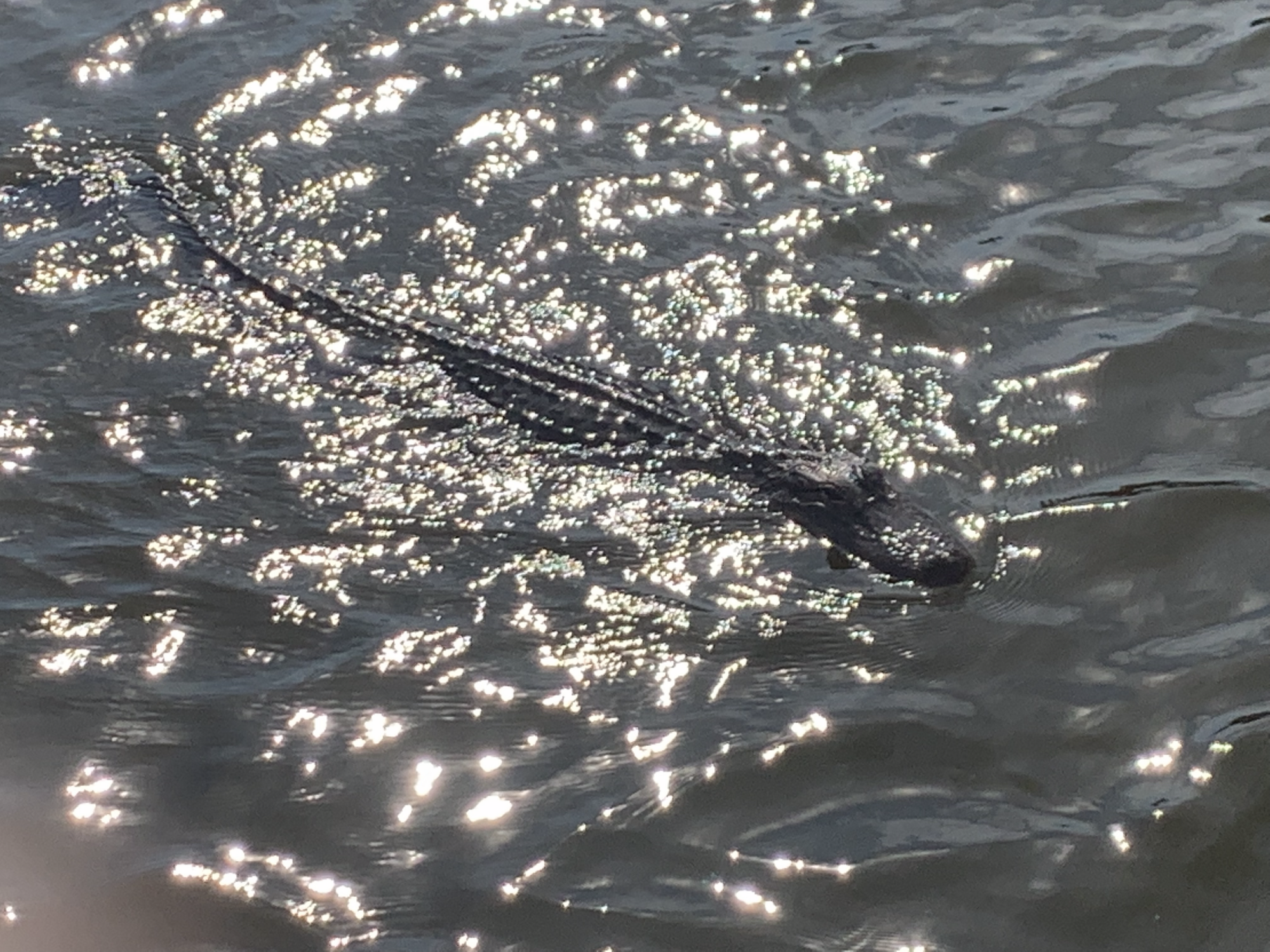 Swamp tour with alligator sighting