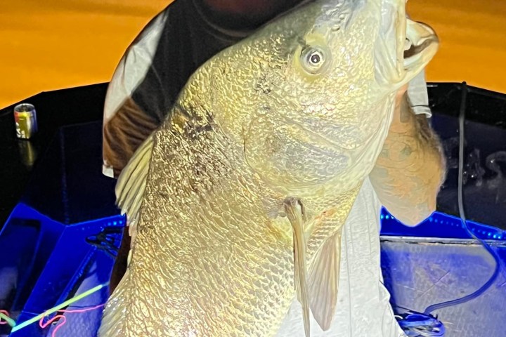 a man holding a fish