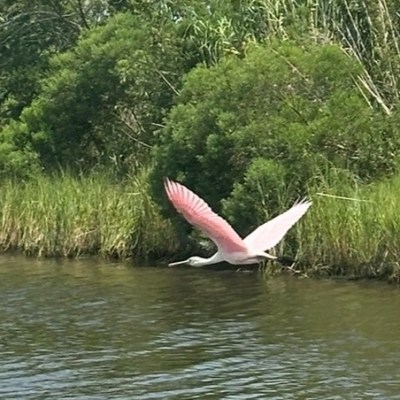 a bird flying over a body of water